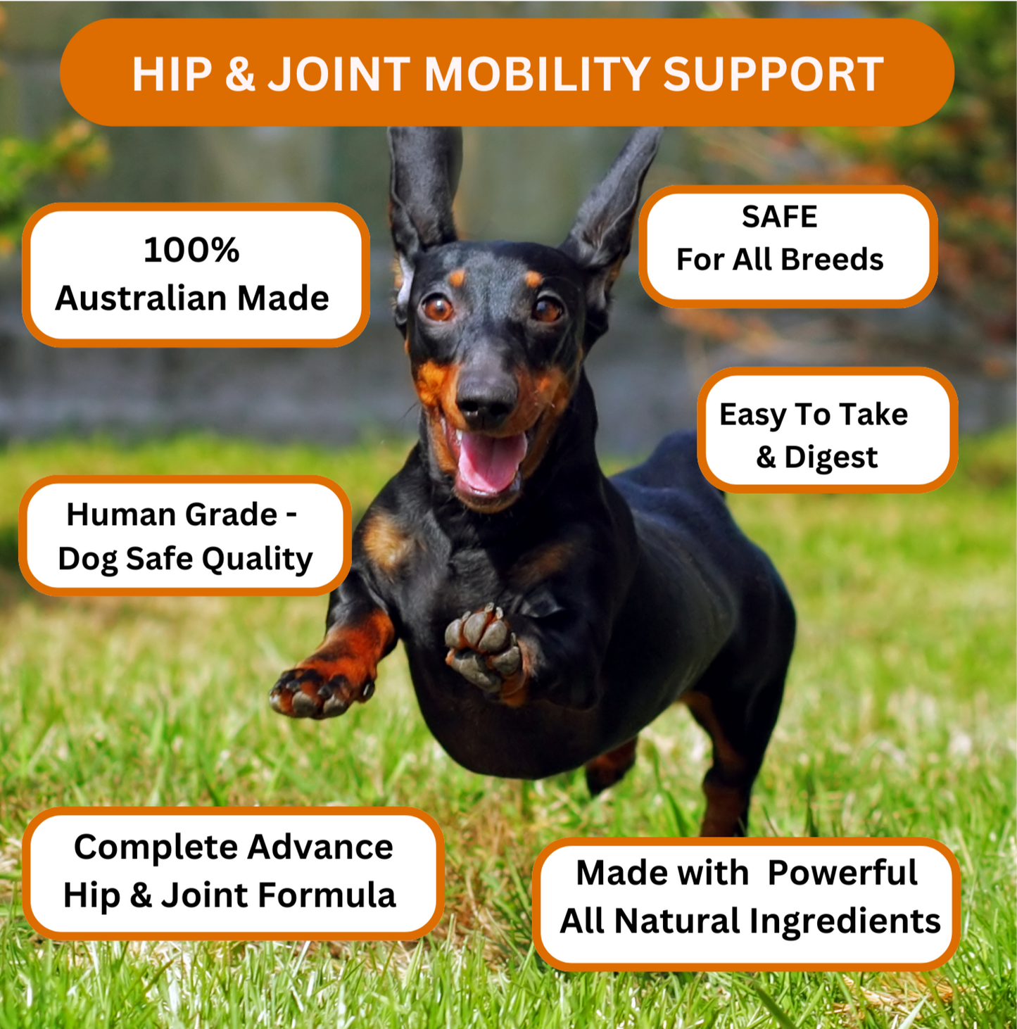Hip & Joint Support