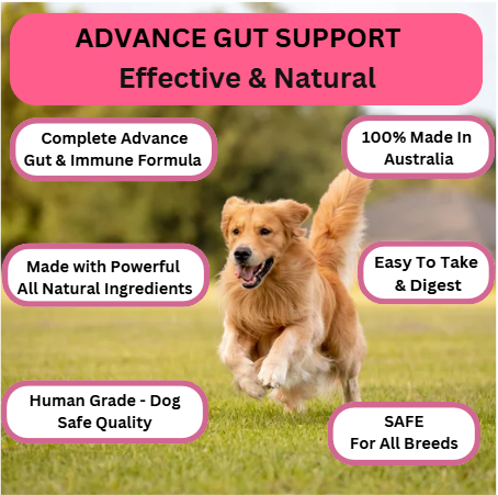 Prebiotic Gut Support