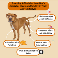 Hip & Joint Support