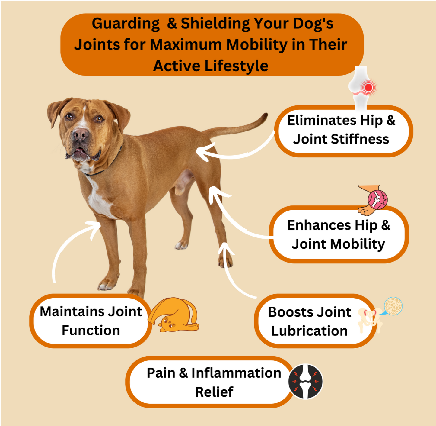Hip & Joint Support